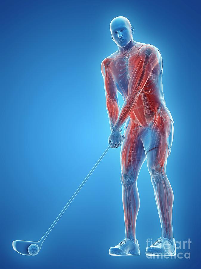 3d Photograph - Golf Players Muscles by Sebastian Kaulitzki/science Photo Library 3d Photograph - Golf Players Muscles by Sebastian Kaulitzki/science Photo Library
