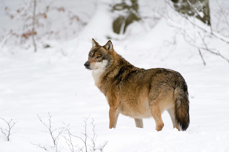 Gray Wolf (canis Lupus), Bavarian Forest National Park, Bavaria ...