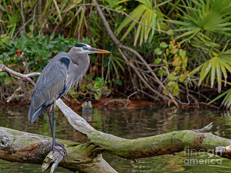 Heron Photograph - Great Blue Heron by Blair Howell Heron Photograph - Great Blue Heron by Blair Howell