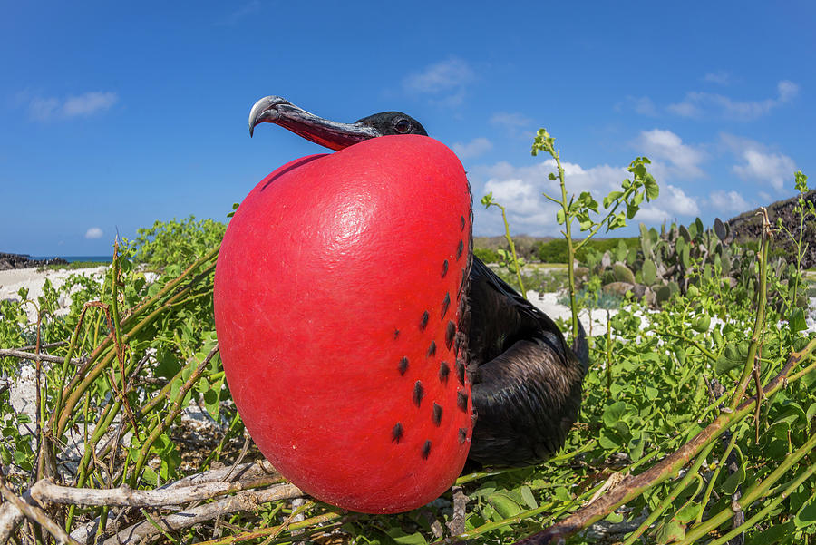 Great Frigatebird Male Displaying #4 Photograph by Tui De Roy
