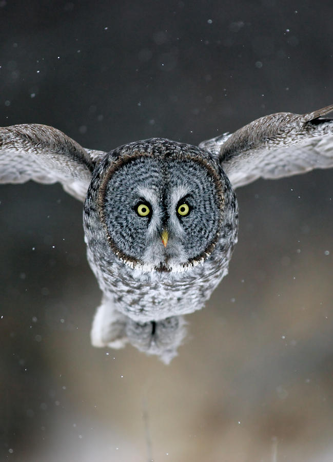 Great Gray Owl #4 Photograph by James Zipp