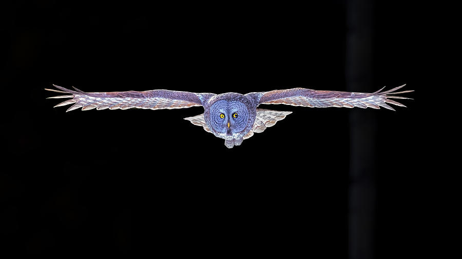 Great Grey Owl In Flight #4 Photograph by Jun Zuo