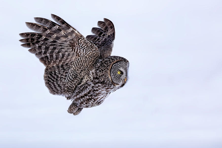 Great Grey Owl #4 Photograph by Jun Zuo