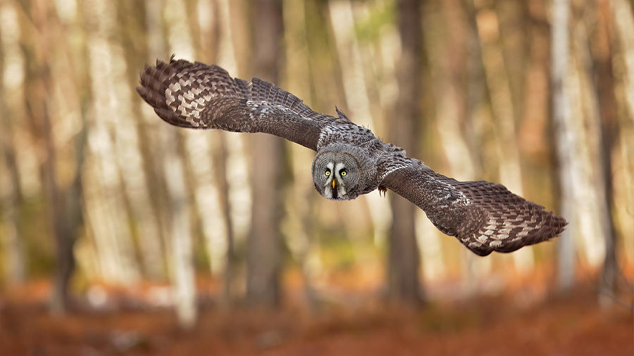 Great Grey Owl #4 Photograph by Milan Zygmunt