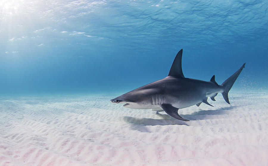 Hammerhead Shark Digital Art - Great Hammerhead Shark Swimming Near Seabed #4 by Ken Kiefer 2