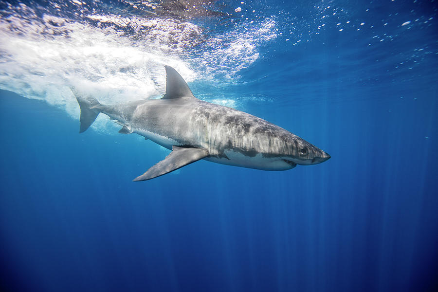Great White Shark Digital Art - Great White Shark, Guadalupe, Mexico #4 by Ken Kiefer 2