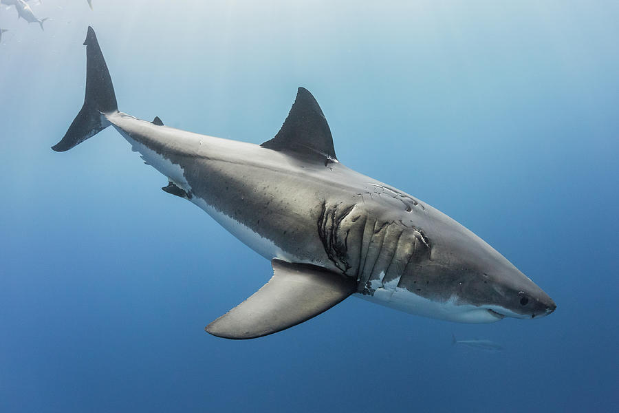 Great White Shark #6 Photograph by Nicole Young