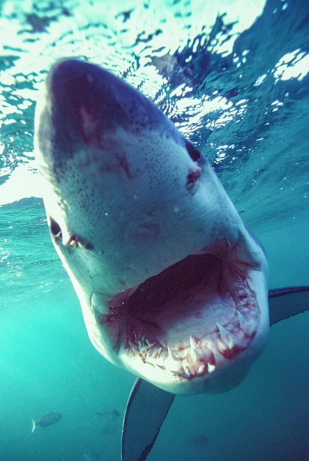 Great White Shark, South Africa Photograph by Stuart Westmorland - Pixels