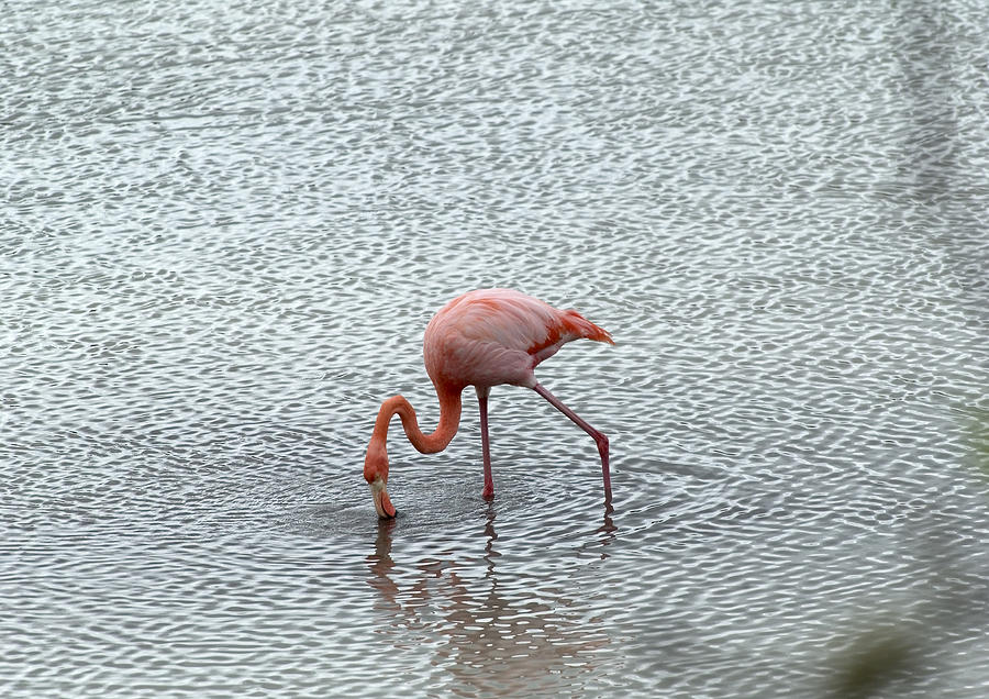 Greater Flamingo #4 Photograph by Michael Lustbader