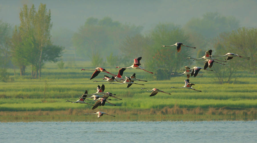 Greater Flamingo #4 Photograph by Zahoor Salmi