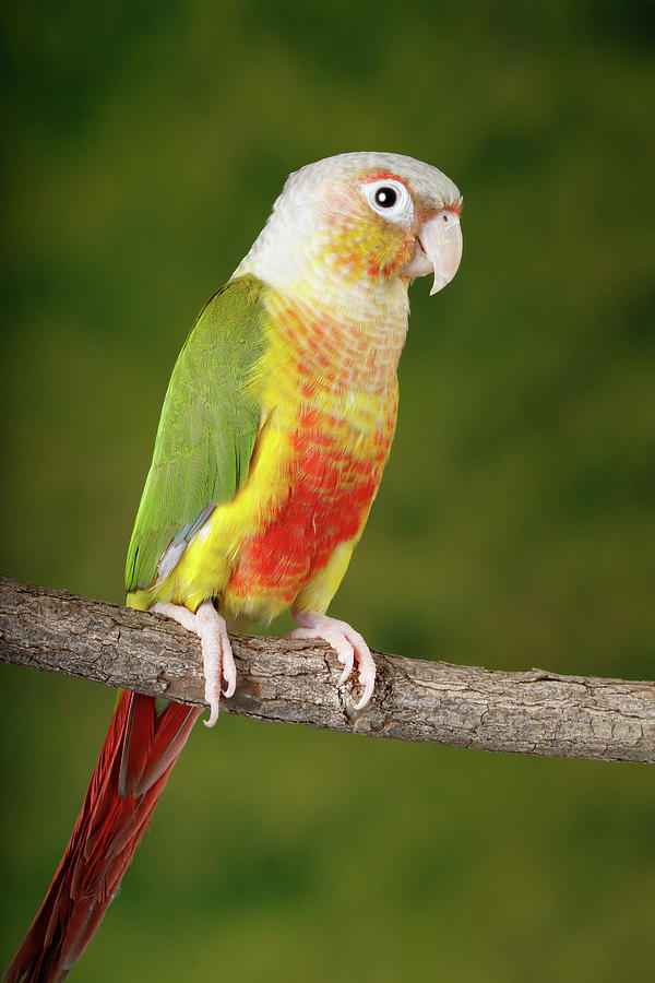 Green-cheeked Conure #4 Photograph by David Kenny