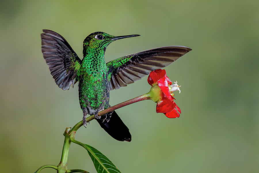 Green Crowned Brilliant Hummingbird Photograph by Adam Jones - Fine Art ...