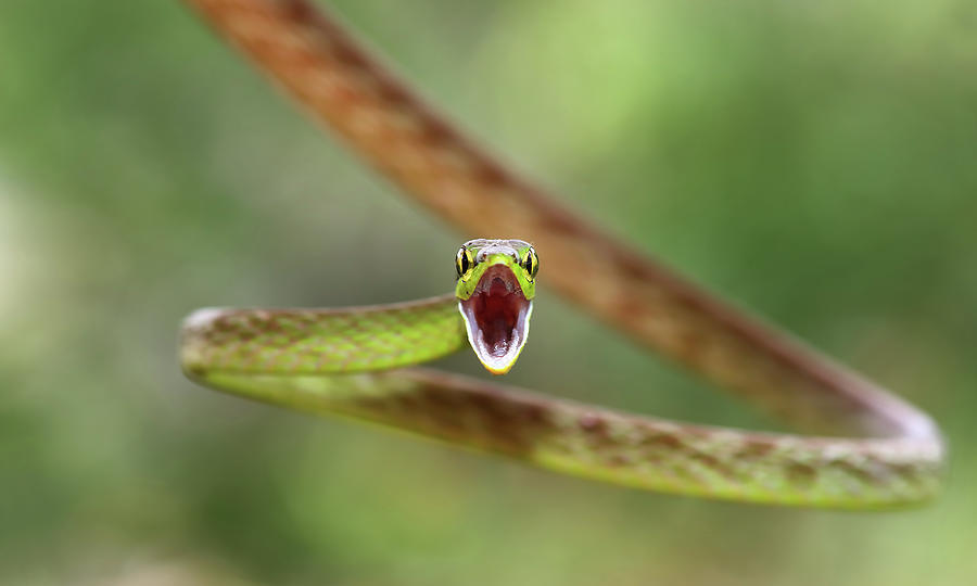 Snake Photograph - Green Parrot Snake #4 by Jim Cumming