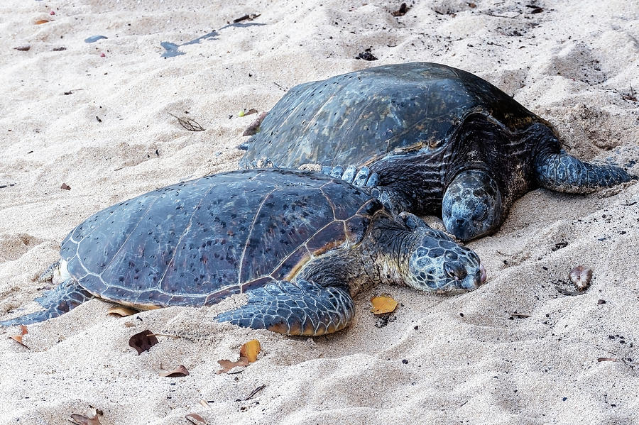 Green Sea Turtle #3 Photograph by Joe  Palermo