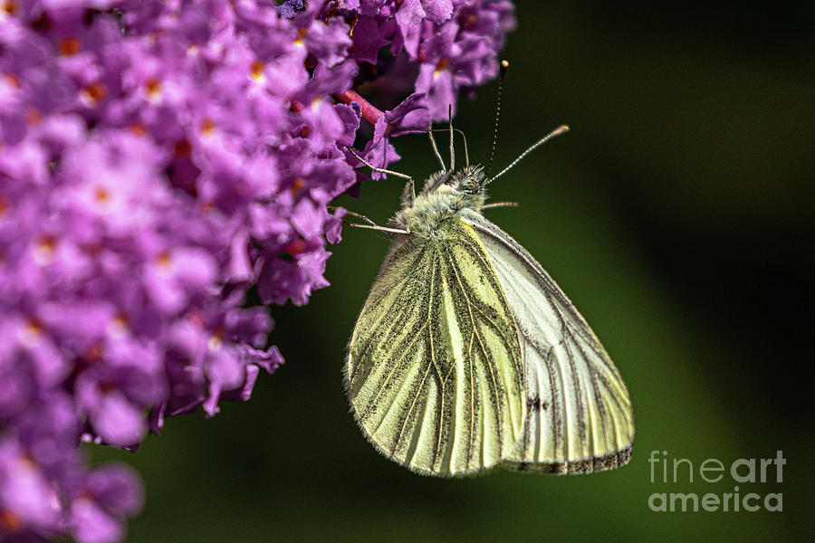 Green Veined White by Brian Roscorla Green Veined White by Brian Roscorla
