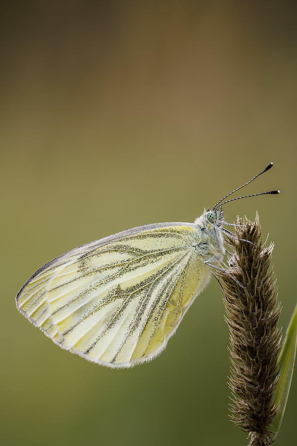 Green-veined White #4 Photograph by Magnus Renmyr