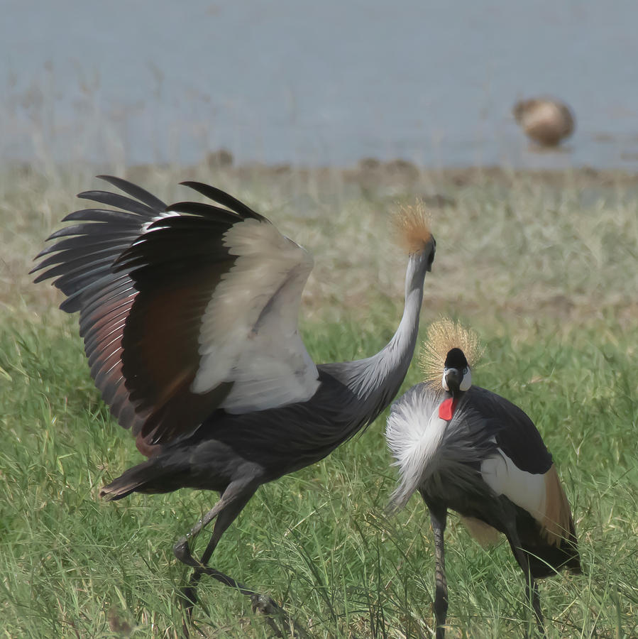 Grey Crowned Cranes Courtship #4 Photograph by Patrick Nowotny