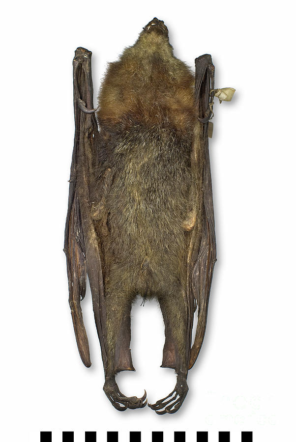 Grey-headed Flying Fox #4 Photograph by Natural History Museum, London/science Photo Library