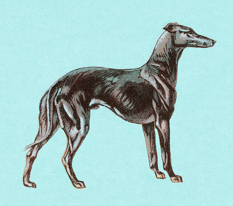 Vintage Drawing - Greyhound #4 by CSA Images