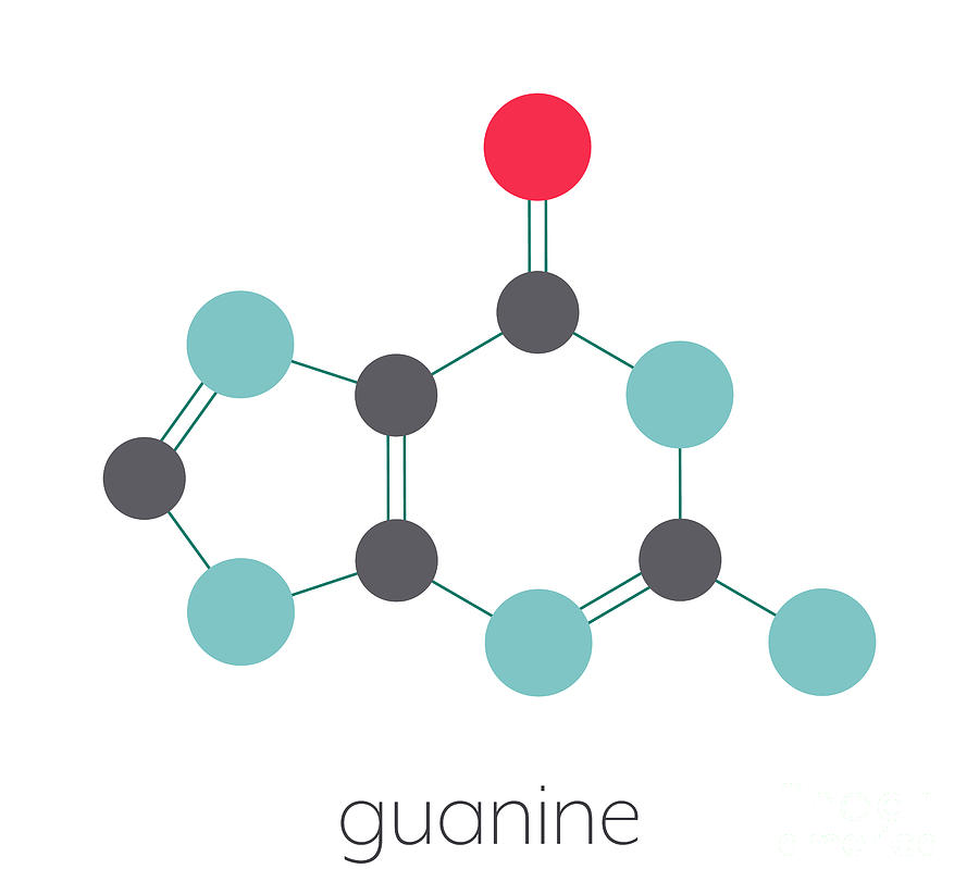 Guanine Purine Nucleobase Molecule Photograph by Molekuul/science Photo ...