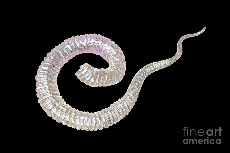 Guinea Worm Larva #4 by Science Photo Library