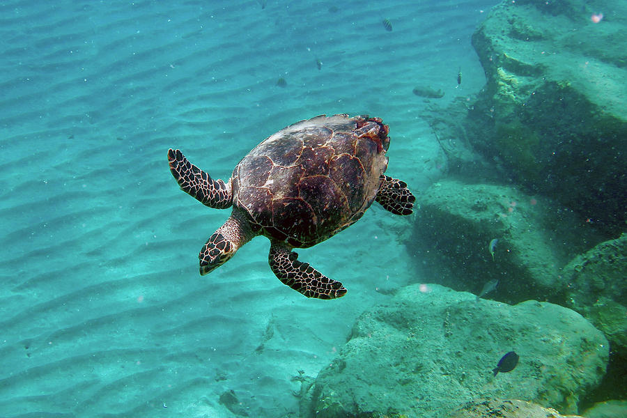 Turtle Photograph - Hawksbill Sea Turtle #4 by Annette Kirchgessner
