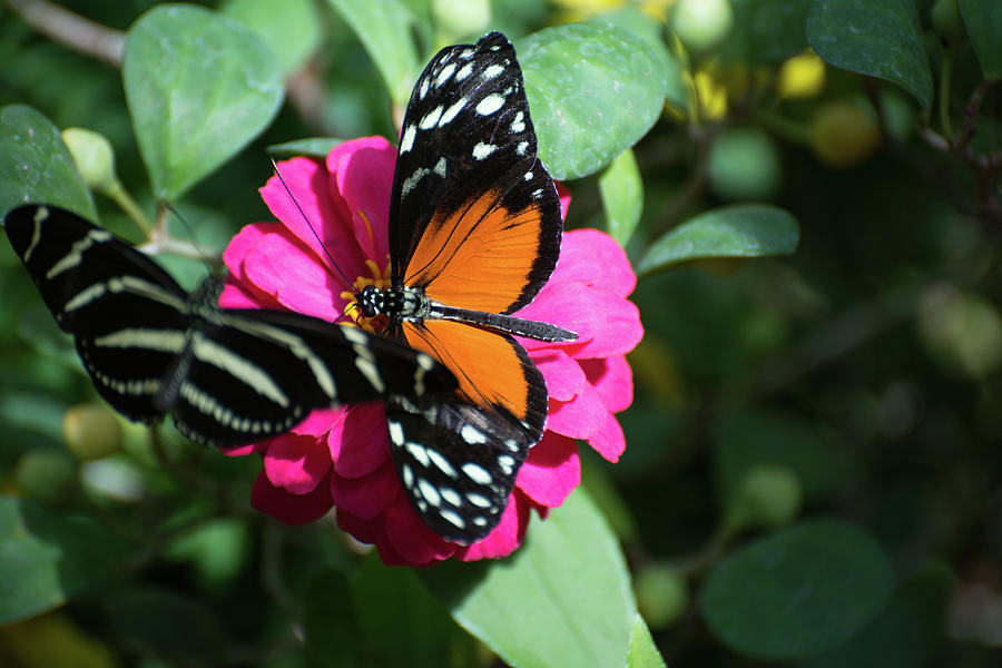 Hecale Longwing Photograph