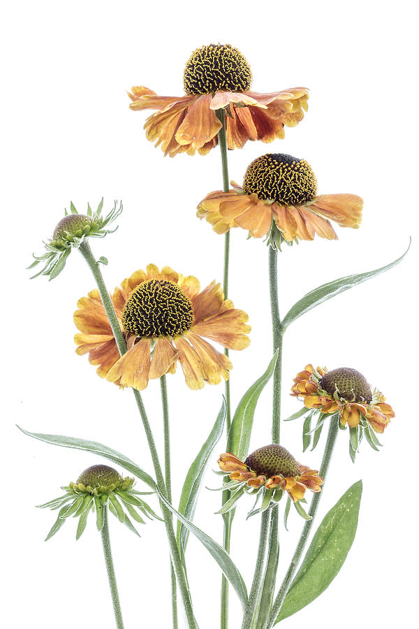 Flower Photograph - Helenium #4 by Mandy Disher