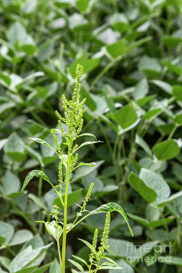 Herbicide-resistant Palmer Amaranth #4 Photograph by Jim West/science Photo Library