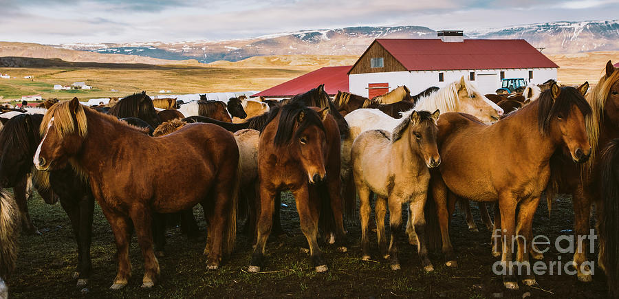 Herd of precious Icelandic horses gathered in a farm. #4 Photograph by Joaquin Corbalan