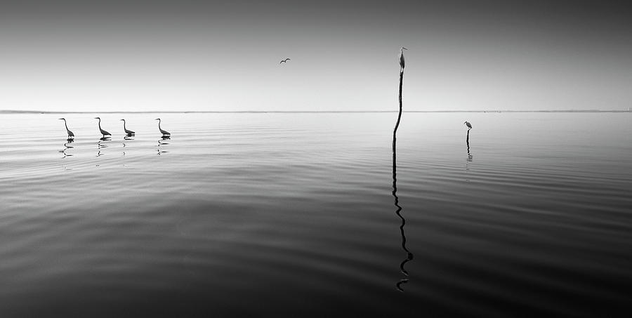 Black And White Photograph - 4 Herons by Moises Levy