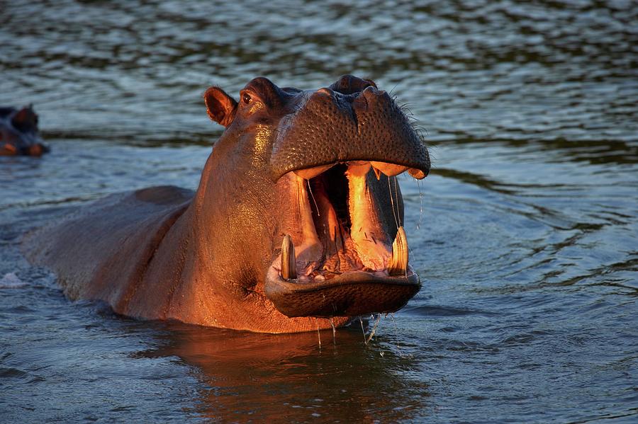 Hippo Or Hippopotamus (hippopotamus #4 Photograph by Roger De La Harpe Hippo Or Hippopotamus (hippopotamus #4 Photograph by Roger De La Harpe
