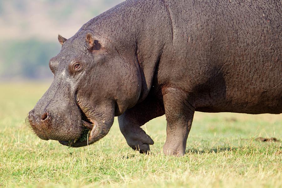 Hippopotamus Hippopotamus Amphibius Photograph by Gaston Piccinetti ...