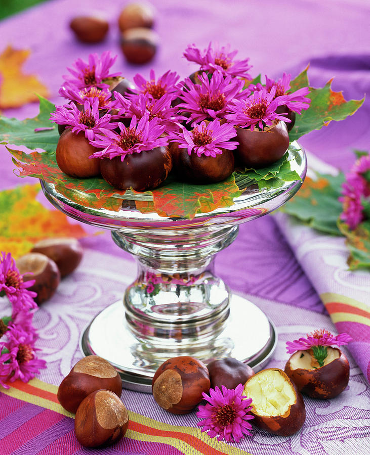 Hollowed Chestnuts As A Mini Vase #4 Photograph by Friedrich Strauss