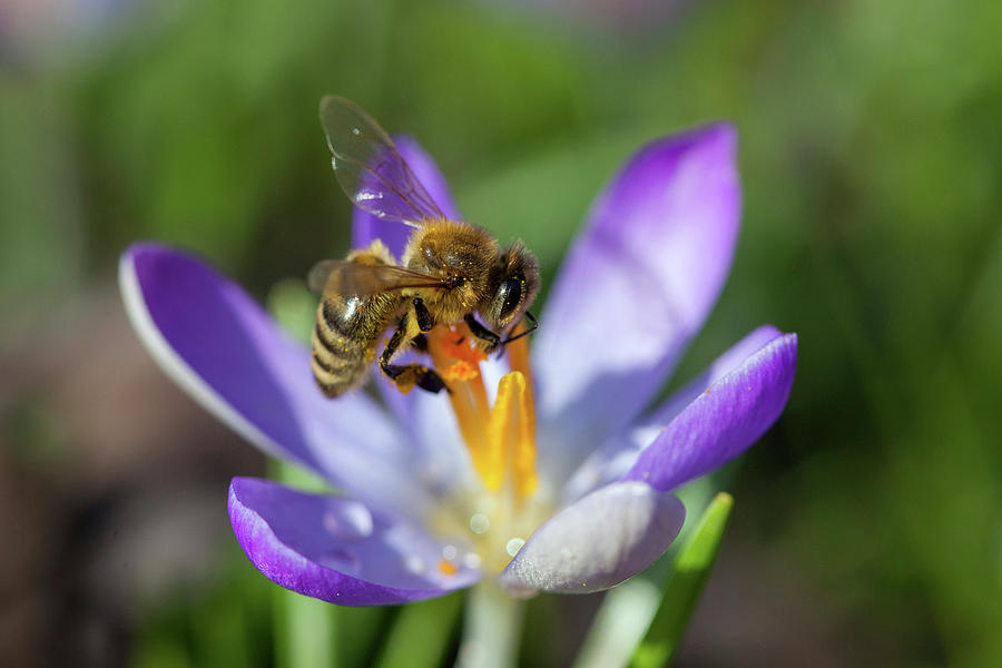Honey Bee At Crocus Flower, Apis Mellifera, Bavaria, Germany #4 Photograph by Konrad Wothe