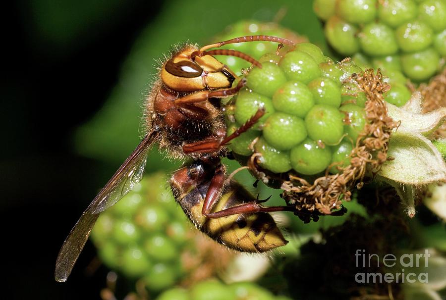 Hornet #4 Photograph by John Devries/science Photo Library