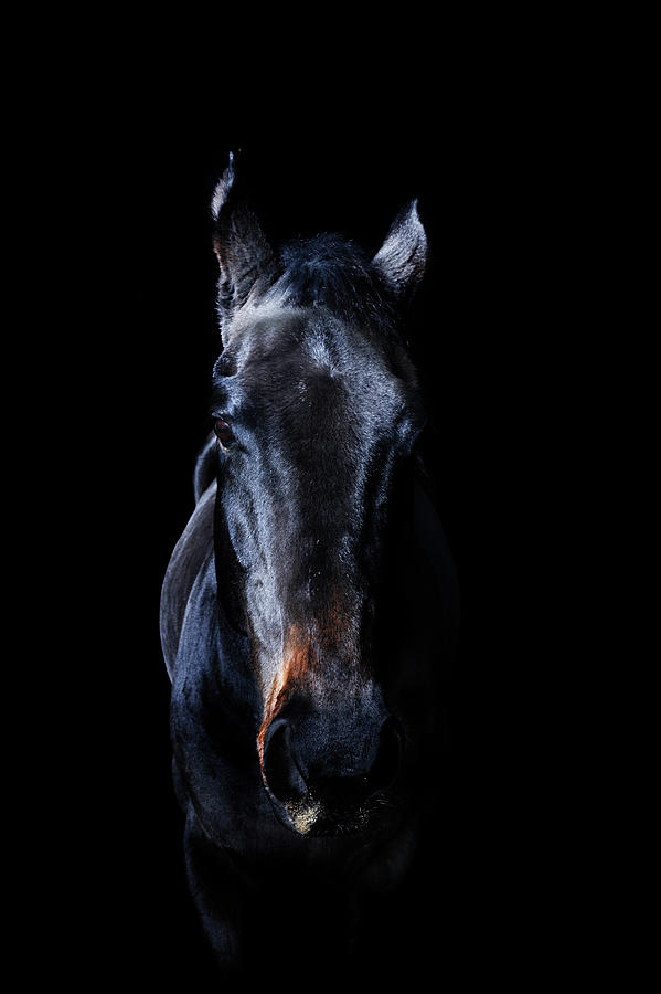 Horse #4 Photograph by Yusuke Murata
