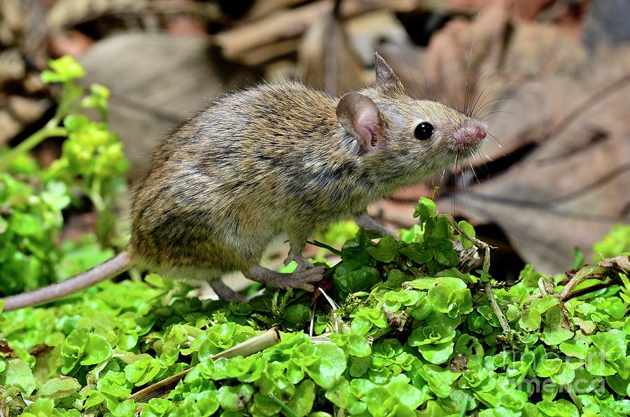House Mouse #4 Photograph by Colin Varndell/science Photo Library