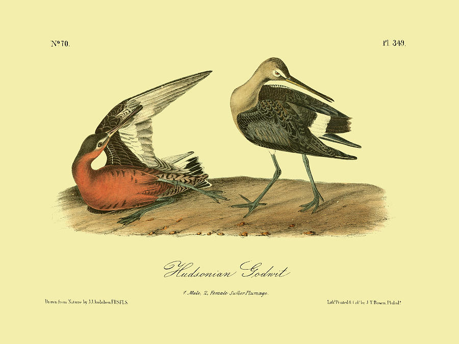 Bird Painting - Hudsonian Godwit #4 by John James Audubon