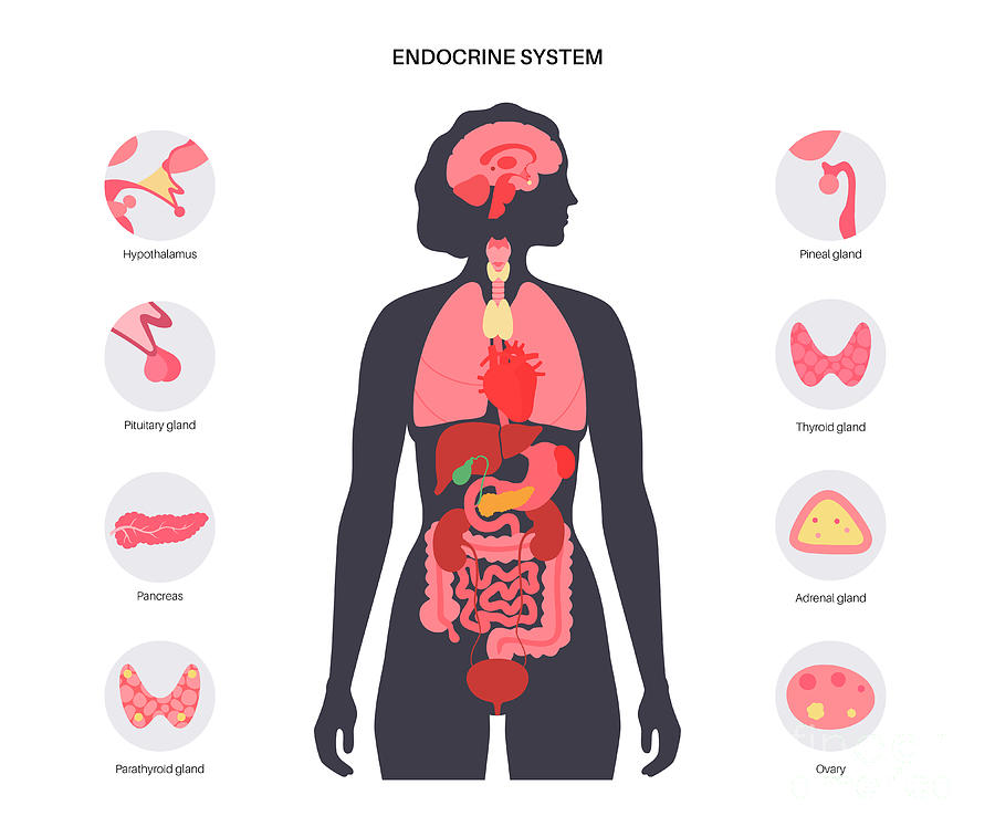 Human Endocrine System Photograph by Pikovit / Science Photo Library ...