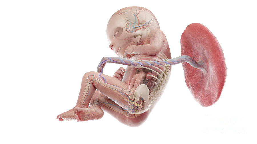 Human Foetus Anatomy At Week 18 #4 Photograph by Sebastian Kaulitzki/science Photo Library