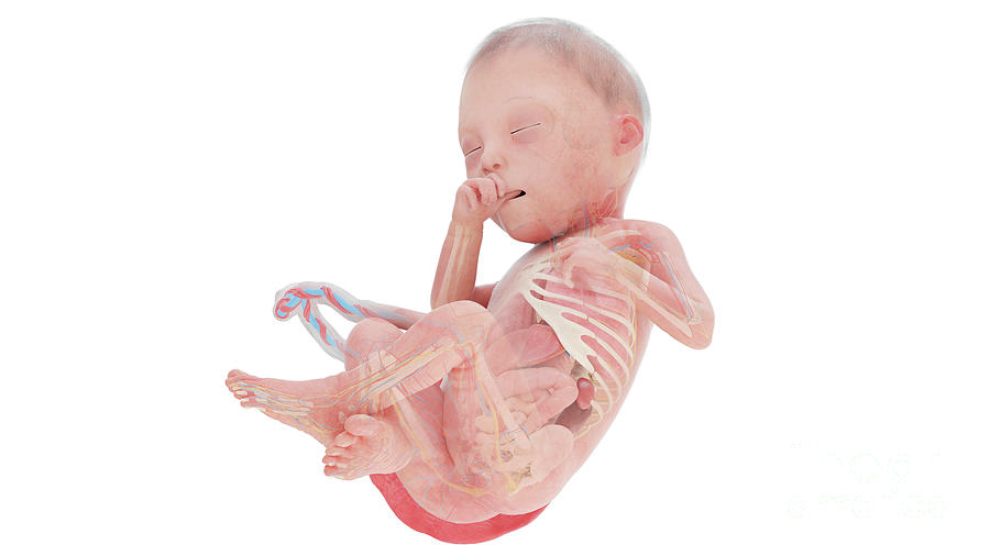 Human Foetus Anatomy At Week 25 Photograph by Sebastian Kaulitzki ... Biology Diagrams