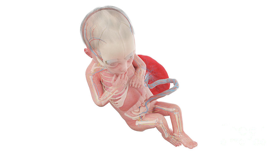 Human Foetus Anatomy At Week 28 Photograph by Sebastian Kaulitzki Biology Diagrams
