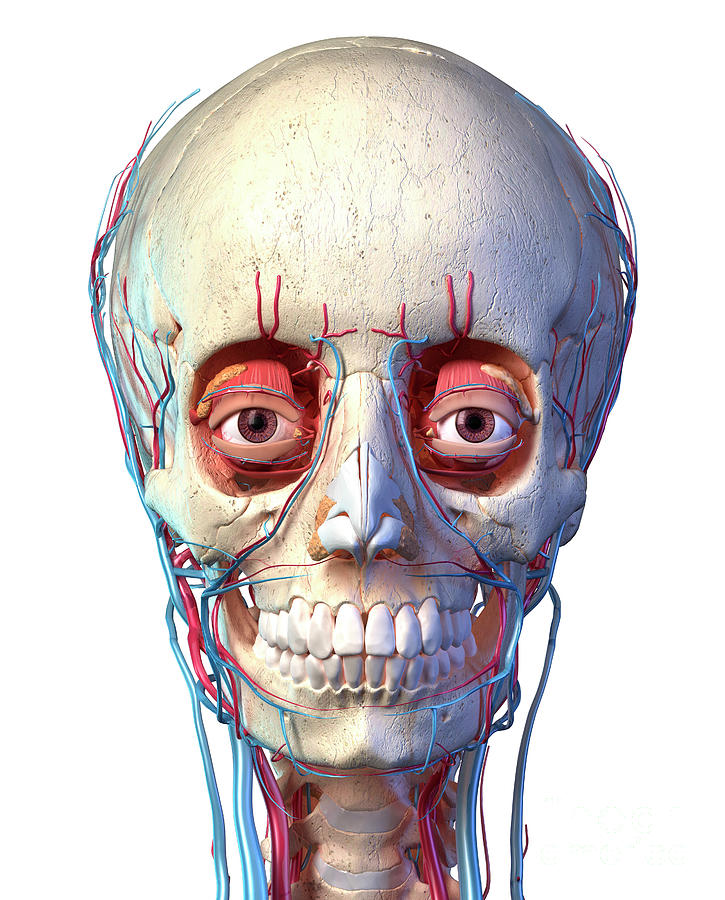 Human Chest Anatomy #4 by Leonello Calvetti/science Photo Library