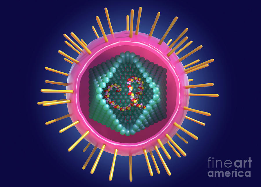 Human T Cell Lymphotropic Virus Photograph By Roger Harris Science   4 Human T Cell Lymphotropic Virus Roger Harrisscience Photo Library 