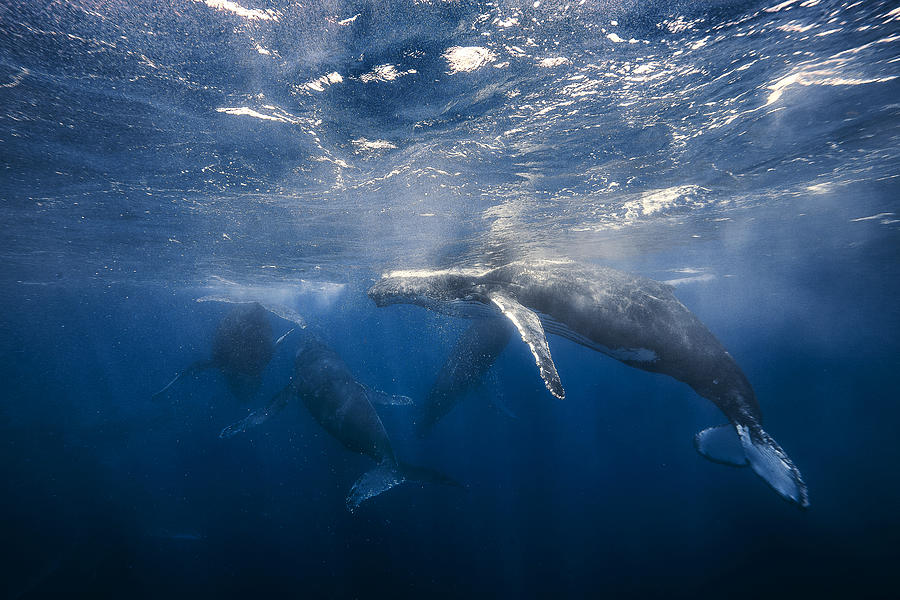 Humpback Whale #4 Photograph by Barathieu Gabriel