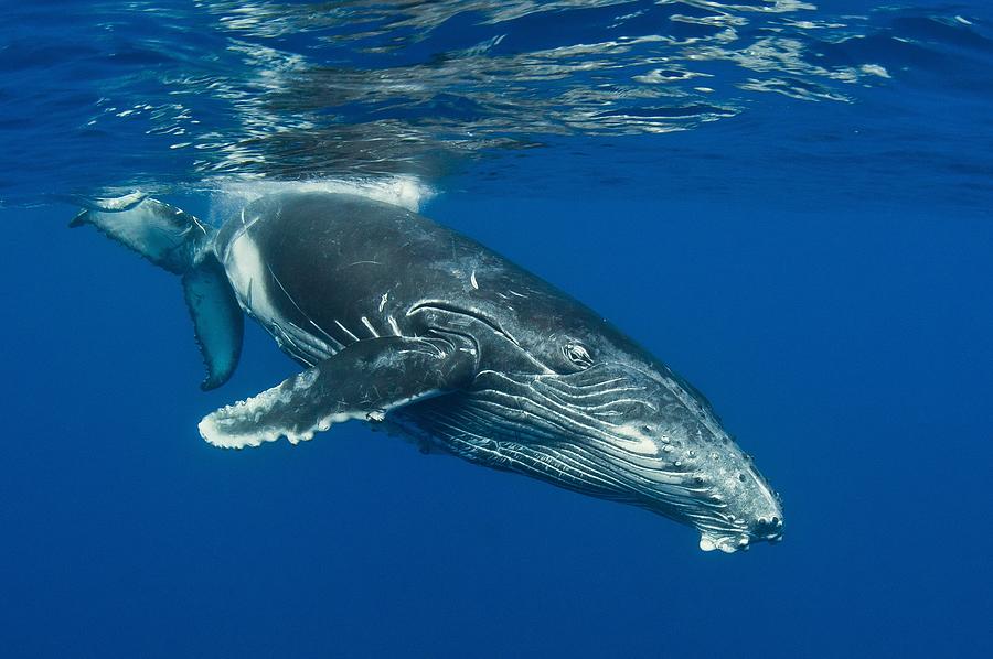 Humpback Whale Calf, Reunion Island #4 Photograph by Cdric Pneau