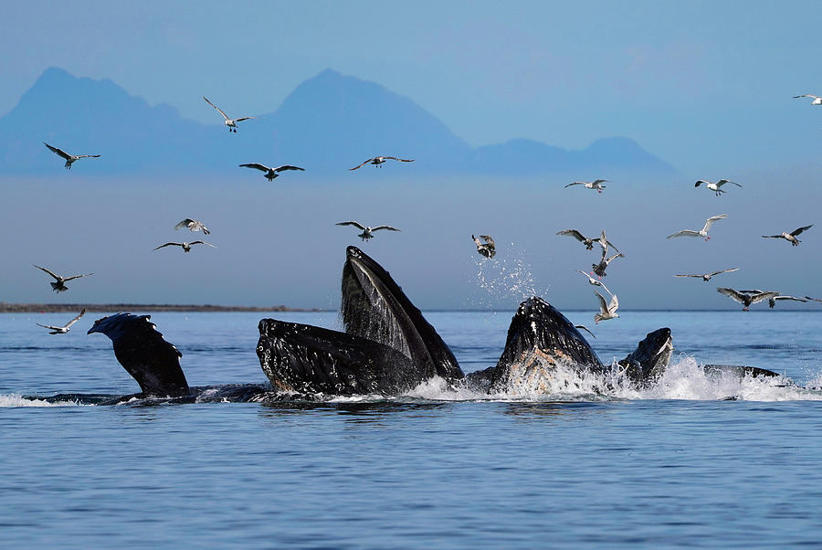 Humpback Whales Gulp Feeding #4 Photograph by Hiroya Minakuchi