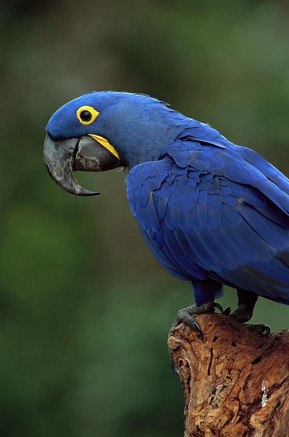 Hyacinth Macaw Anodorhynchus by Pete Oxford/ Minden Pictures