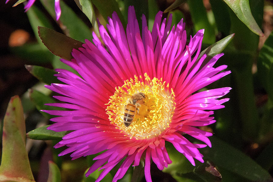 Ice Plant Flower Photograph by Etiebia Ncho Abbas Effendi